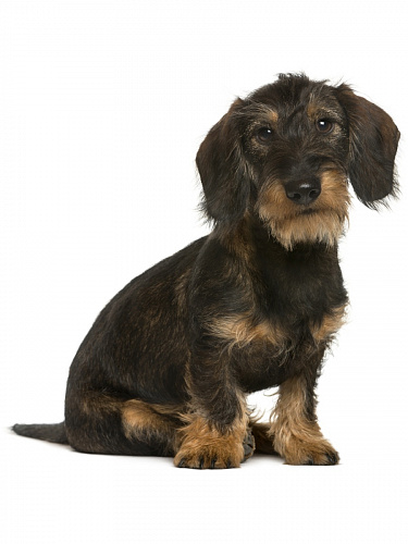 Наклейка интерьерная с собаками Наклейка интерьерная с собаками sobaki