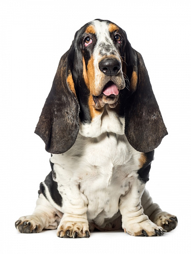 Наклейка интерьерная с собаками Наклейка интерьерная с собаками sobaki