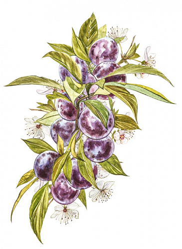 Наклейка интерьерная Виноград 20х30 Наклейка интерьерная Виноград 20х30 vinograd