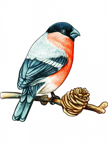 Наклейки декоративные Снегири Наклейки декоративные Снегири snegiri